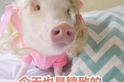 肥猪猪的日常娱乐吃瓜,娱乐至上，笑料连连