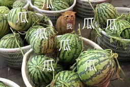 娱乐吃瓜头像,吃瓜群众眼中的明星幕后故事
