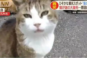 娱乐吃瓜酱70只猫猫