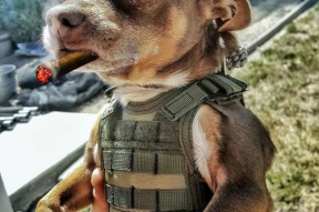 娱乐吃瓜汪星人是谁,网络红星的崛起之路