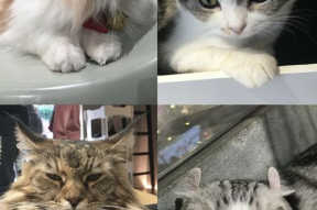 娱乐吃瓜酱猫咖,猫咪与娱乐的完美融合