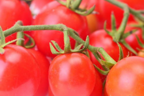 娱乐圈八卦吃瓜小说番茄,番茄小说揭秘明星背后的秘密