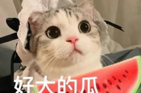 娱乐吃瓜君猫咪摇头,揭秘吃瓜君的萌态瞬间