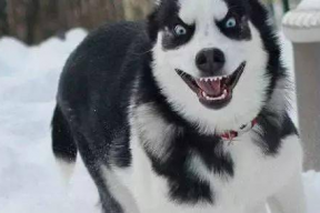 娱乐吃瓜酱哈士奇不拆家,娱乐吃瓜酱带你揭秘狗狗的神奇魅力