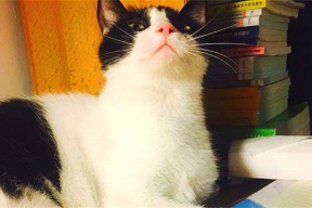 娱乐吃瓜酱猫妈妈,揭秘娱乐圈背后的温馨故事