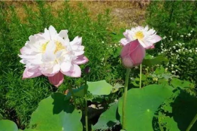 娱乐吃瓜君白莲花,白莲花逆袭记