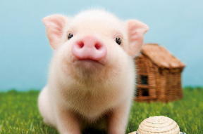 娱乐吃瓜酱肥猪猪,肥猪猪的趣味人生揭秘