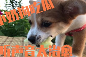 娱乐吃瓜酱送小狗视频